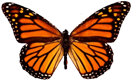 monarch butterfly