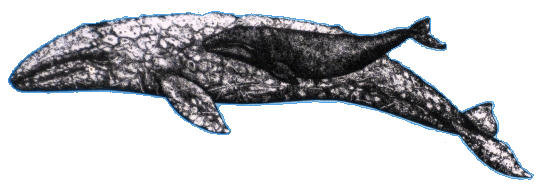 gray whale and calf
