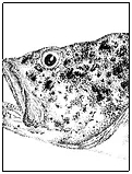 fish drawing