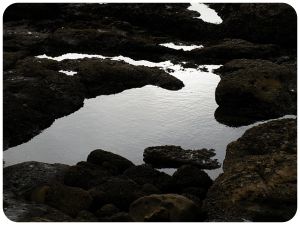 Point Lobos