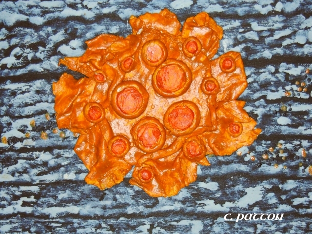 lichen on wood